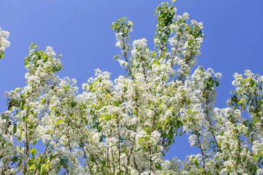Narin beyaz yapraklar ve güneş ışığıyla çiçek açmış bahar kiraz ağacı..