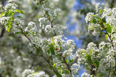 Narin beyaz yapraklar ve güneş ışığıyla çiçek açmış bahar kiraz ağacı..