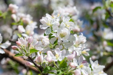 Elma ağacı dalları narin beyaz çiçeklerle kaplı açık mavi gökyüzüne uzanıyor. Işık ve tazelikle dolu aydınlık bir bahar sabahı yeni bir mevsimin başlangıcı..