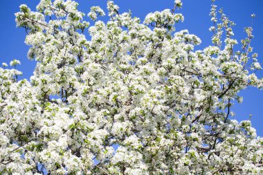 Açık gökyüzüne karşı pembe tomurcukları olan bahar elması dalı taze yeşil yapraklar ve yumuşak pastel çiçek detaylarıyla minimum doğa arka planı.