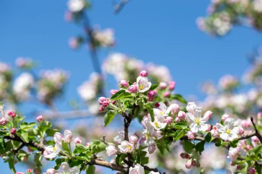 Açık gökyüzüne karşı pembe tomurcukları olan bahar elması dalı taze yeşil yapraklar ve yumuşak pastel çiçek detaylarıyla minimum doğa arka planı.