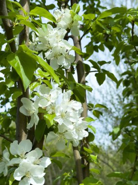 Açık gökyüzüne karşı pembe tomurcukları olan bahar elması dalı taze yeşil yapraklar ve yumuşak pastel çiçek detaylarıyla minimum doğa arka planı.