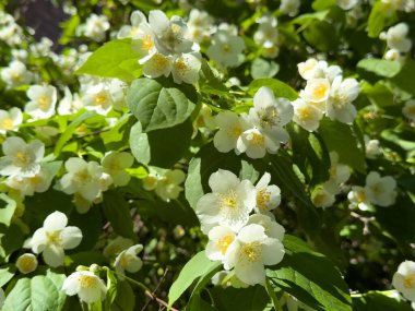 Güneşli bir bahar gününde yemyeşil yaprakların arasında yasemin çiçekleri açıyor. Kokulu beyaz çiçekler çerçeveyi tazelikle doldurur.