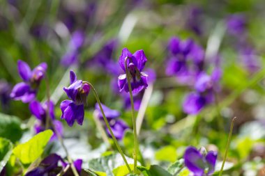 Bahar çiçekleri. Mor menekşeler bahar ormanlarında çiçek açar. Viola odorata