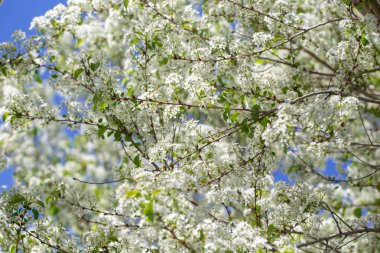 Narin beyaz yapraklar ve güneş ışığıyla çiçek açmış bahar kiraz ağacı..