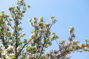 Açık gökyüzüne karşı pembe tomurcukları olan bahar elması dalı taze yeşil yapraklar ve yumuşak pastel çiçek detaylarıyla minimum doğa arka planı.