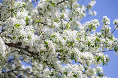 Açık gökyüzüne karşı pembe tomurcukları olan bahar elması dalı taze yeşil yapraklar ve yumuşak pastel çiçek detaylarıyla minimum doğa arka planı.