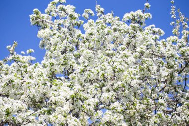 Açık gökyüzüne karşı pembe tomurcukları olan bahar elması dalı taze yeşil yapraklar ve yumuşak pastel çiçek detaylarıyla minimum doğa arka planı.
