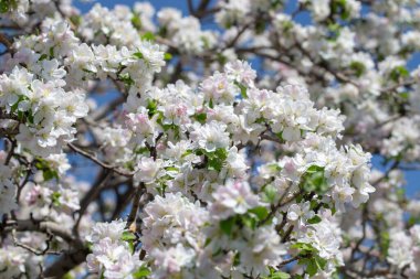Açık gökyüzüne karşı pembe tomurcukları olan bahar elması dalı taze yeşil yapraklar ve yumuşak pastel çiçek detaylarıyla minimum doğa arka planı.