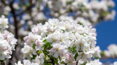 Açık gökyüzüne karşı pembe tomurcukları olan bahar elması dalı taze yeşil yapraklar ve yumuşak pastel çiçek detaylarıyla minimum doğa arka planı.