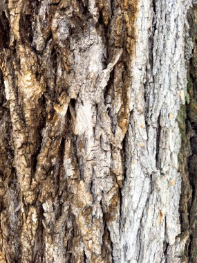 Görünür çatlaklar, katmanlar ve doğal ahşap desenli ağaç kabuğu dokusu yakın plan.