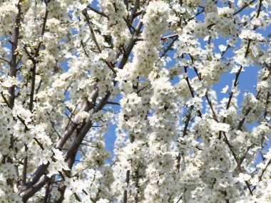 Çiçek açan ağaç dalları açık mavi gökyüzüne karşı. Bahar, doğa, tazelik ve sakinlik.