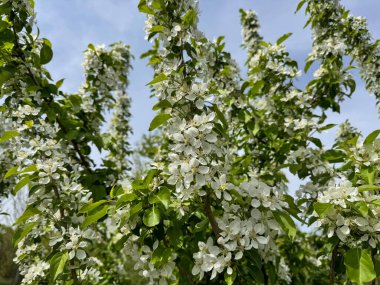 Açık gökyüzüne karşı pembe tomurcukları olan bahar elması dalı taze yeşil yapraklar ve yumuşak pastel çiçek detaylarıyla minimum doğa arka planı.