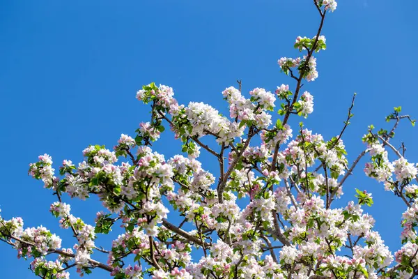 Açık gökyüzüne karşı pembe tomurcukları olan bahar elması dalı taze yeşil yapraklar ve yumuşak pastel çiçek detaylarıyla minimum doğa arka planı.
