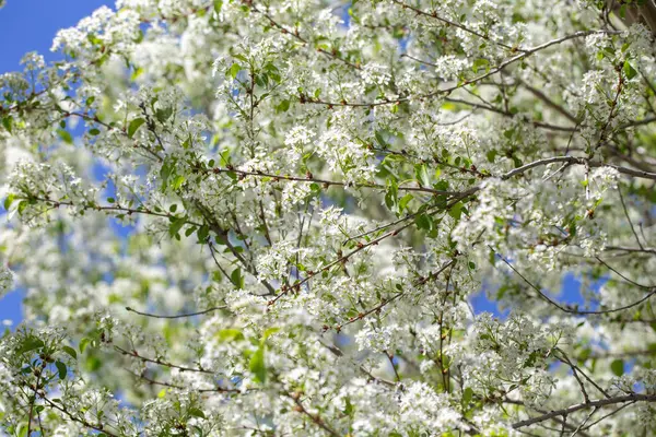 Narin beyaz yapraklar ve güneş ışığıyla çiçek açmış bahar kiraz ağacı..
