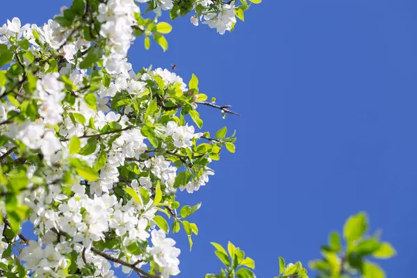 Açık gökyüzüne karşı pembe tomurcukları olan bahar elması dalı taze yeşil yapraklar ve yumuşak pastel çiçek detaylarıyla minimum doğa arka planı.