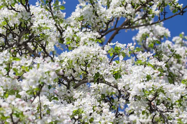 Açık gökyüzüne karşı pembe tomurcukları olan bahar elması dalı taze yeşil yapraklar ve yumuşak pastel çiçek detaylarıyla minimum doğa arka planı.