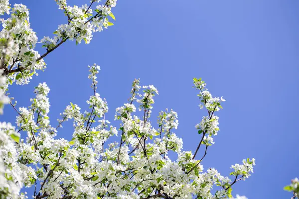 Açık gökyüzüne karşı pembe tomurcukları olan bahar elması dalı taze yeşil yapraklar ve yumuşak pastel çiçek detaylarıyla minimum doğa arka planı.