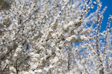 Çiçek açan ağaç dalları açık mavi gökyüzüne karşı. Bahar, doğa, tazelik ve sakinlik.