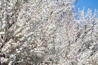 Çiçek açan ağaç dalları açık mavi gökyüzüne karşı. Bahar, doğa, tazelik ve sakinlik.