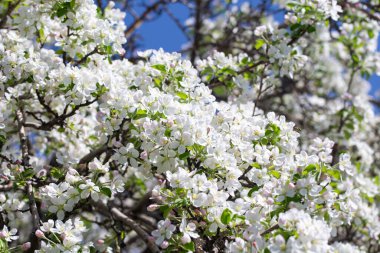 Açık gökyüzüne karşı pembe tomurcukları olan bahar elması dalı taze yeşil yapraklar ve yumuşak pastel çiçek detaylarıyla minimum doğa arka planı.