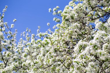 Açık gökyüzüne karşı pembe tomurcukları olan bahar elması dalı taze yeşil yapraklar ve yumuşak pastel çiçek detaylarıyla minimum doğa arka planı.