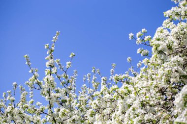 Açık gökyüzüne karşı pembe tomurcukları olan bahar elması dalı taze yeşil yapraklar ve yumuşak pastel çiçek detaylarıyla minimum doğa arka planı.