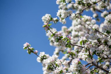 Açık gökyüzüne karşı pembe tomurcukları olan bahar elması dalı taze yeşil yapraklar ve yumuşak pastel çiçek detaylarıyla minimum doğa arka planı.