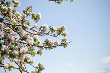 Açık gökyüzüne karşı pembe tomurcukları olan bahar elması dalı taze yeşil yapraklar ve yumuşak pastel çiçek detaylarıyla minimum doğa arka planı.