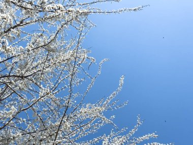 Çiçek açan ağaç dalları açık mavi gökyüzüne karşı. Bahar, doğa, tazelik ve sakinlik.