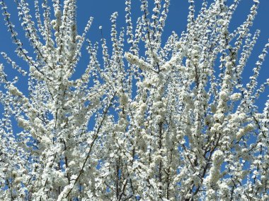 Çiçek açan ağaç dalları açık mavi gökyüzüne karşı. Bahar, doğa, tazelik ve sakinlik.