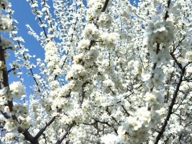 Çiçek açan ağaç dalları açık mavi gökyüzüne karşı. Bahar, doğa, tazelik ve sakinlik.