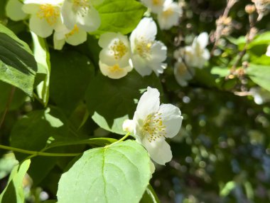 Güneşli bir bahar gününde yemyeşil yaprakların arasında yasemin çiçekleri açıyor. Kokulu beyaz çiçekler çerçeveyi tazelikle doldurur.