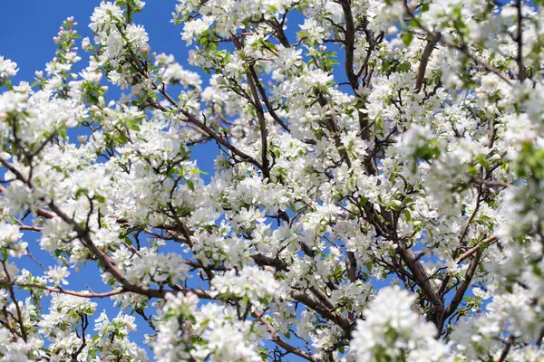 Elma ağacı dalları narin beyaz çiçeklerle kaplı açık mavi gökyüzüne uzanıyor. Işık ve tazelikle dolu aydınlık bir bahar sabahı yeni bir mevsimin başlangıcı..
