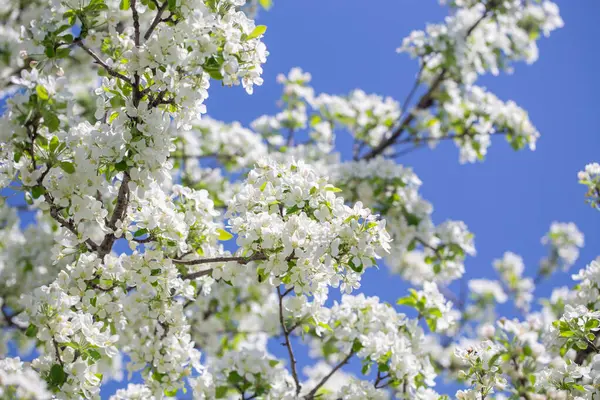 Açık gökyüzüne karşı pembe tomurcukları olan bahar elması dalı taze yeşil yapraklar ve yumuşak pastel çiçek detaylarıyla minimum doğa arka planı.