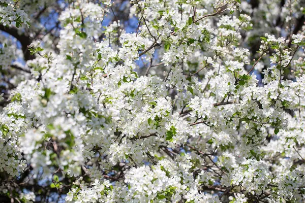 Açık gökyüzüne karşı pembe tomurcukları olan bahar elması dalı taze yeşil yapraklar ve yumuşak pastel çiçek detaylarıyla minimum doğa arka planı.