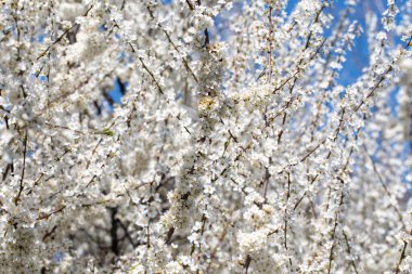 Çiçek açan ağaç dalları açık mavi gökyüzüne karşı. Bahar, doğa, tazelik ve sakinlik.