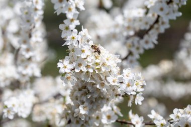 Durgun mavi atmosfere uzanan çiçekli dallar mevsimsel dönüşümü vurguluyor.