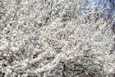 İlkbaharda kiraz veya erik dalları açar. Koyu dallara karşı beyaz kokulu çiçekler şefkat, tazelik ve doğal güzelliği çağrıştırıyor.