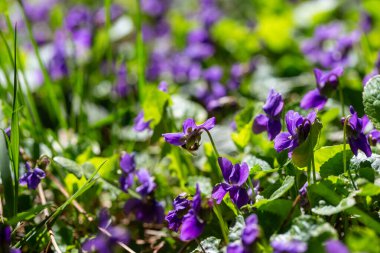 Bahar çiçekleri. Mor menekşeler bahar ormanlarında çiçek açar. Viola odorata