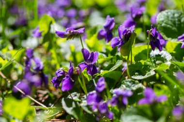 Bahar çiçekleri. Mor menekşeler bahar ormanlarında çiçek açar. Viola odorata