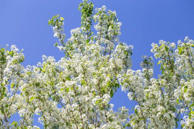 Narin beyaz yapraklar ve güneş ışığıyla çiçek açmış bahar kiraz ağacı..