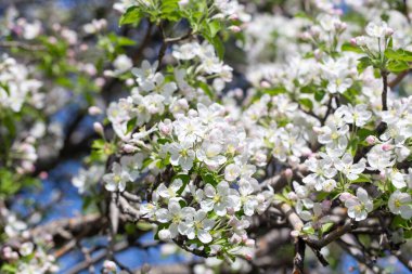 Açık gökyüzüne karşı pembe tomurcukları olan bahar elması dalı taze yeşil yapraklar ve yumuşak pastel çiçek detaylarıyla minimum doğa arka planı.