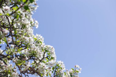 Açık gökyüzüne karşı pembe tomurcukları olan bahar elması dalı taze yeşil yapraklar ve yumuşak pastel çiçek detaylarıyla minimum doğa arka planı.