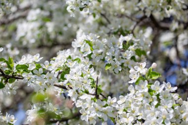 Açık gökyüzüne karşı pembe tomurcukları olan bahar elması dalı taze yeşil yapraklar ve yumuşak pastel çiçek detaylarıyla minimum doğa arka planı.