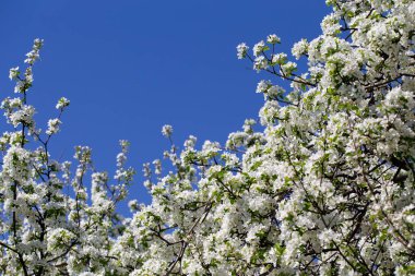 Açık gökyüzüne karşı pembe tomurcukları olan bahar elması dalı taze yeşil yapraklar ve yumuşak pastel çiçek detaylarıyla minimum doğa arka planı.