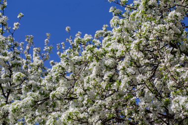 Açık gökyüzüne karşı pembe tomurcukları olan bahar elması dalı taze yeşil yapraklar ve yumuşak pastel çiçek detaylarıyla minimum doğa arka planı.