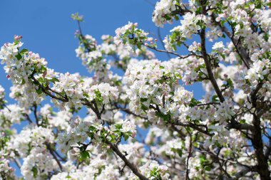 Açık gökyüzüne karşı pembe tomurcukları olan bahar elması dalı taze yeşil yapraklar ve yumuşak pastel çiçek detaylarıyla minimum doğa arka planı.