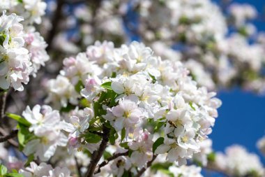 Açık gökyüzüne karşı pembe tomurcukları olan bahar elması dalı taze yeşil yapraklar ve yumuşak pastel çiçek detaylarıyla minimum doğa arka planı.