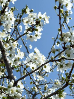 Çiçek açan ağaç dalları açık mavi gökyüzüne karşı. Bahar, doğa, tazelik ve sakinlik.
